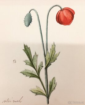90 originalnich maleb rostlin z roku 1900 - 8