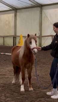 WELSH MOUNTAIN PONY PRO DĚTI - 8