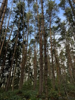 Prodám lesní pozemek v k.ú. Žichlice u Hromnic - 8