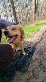 PINGI K ADOPCI - akční veselý mazel, vhodný k dětem - 8