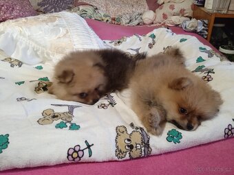 POMERANIAN - 8