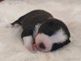 Australský ovčák s PP -  fenečky k rezervaci - 8