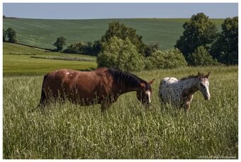 Appaloosa s PP- letošní hřebeček "Nio" na prodej - 8