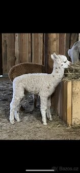 Samička Lama Alpaka - 8