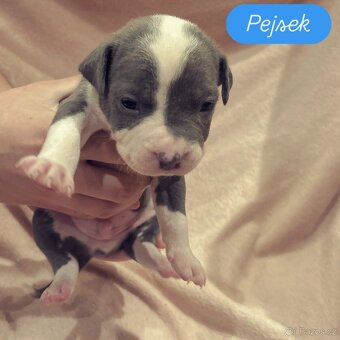 American Bully XL štěňata s PP - 8