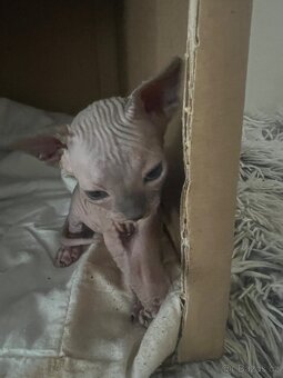 Kanadský Sphynx - 8