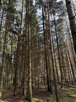 Prodám lesní pozemek v katastrálním území Žichlice u Hromnic - 8
