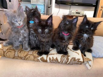 Čistokrevné mainské mývalí koťátko - blue smoked - holčička - 8