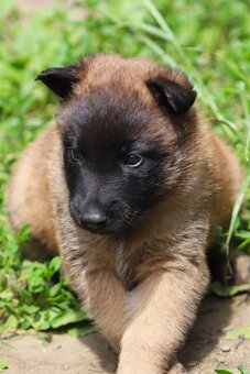 Belgický ovčák - Malinois - fenky s PP - 8