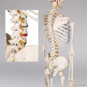 Anatomický model lidské kostry 180 cm - 8