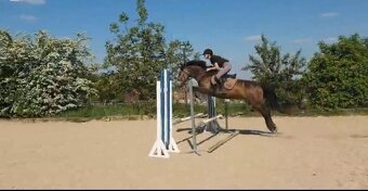 Český sportovní pony s velkým srdcem a potenciálem - 8