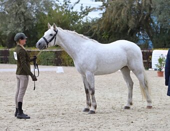 Nádherný valach na všechno:-) - 8