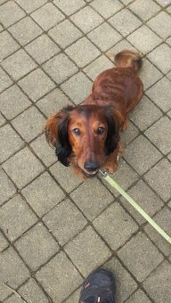 Jezevčík dlouhosrstý standard - 8