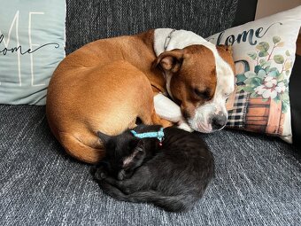 Nabízím krytí uchovněným psem s PP - 8