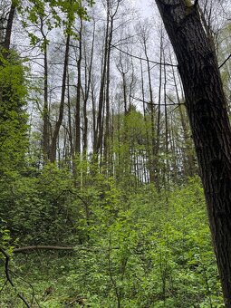 Prodám lesní pozemek v k.ú. Bednáreček - 8