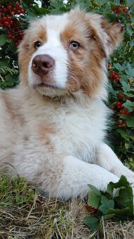Australský ovčák s PP - red merle - 8