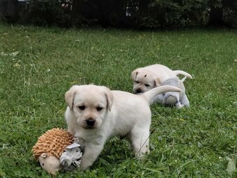 Labradorský retriever - 8