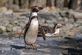 Panasonic Lumix S1 + 24/105mm - 8