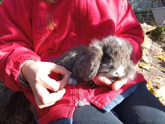 Zakrslý králík - 8