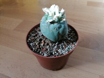 Kaktus Lophophora Diffusa - lofofora - ježunka - 8
