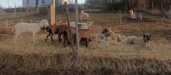 Kangalský pastevecký pes- štěňátka s pp - 8