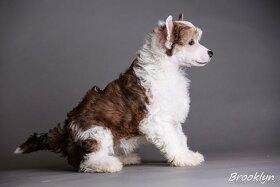 Čínsky chocholatý pes - šteniatka - 8
