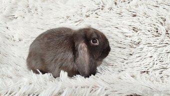 Zakrslý beránek, králíček, králík - PEGAS - 8