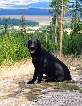 Labradorský retrívr s PP - 8
