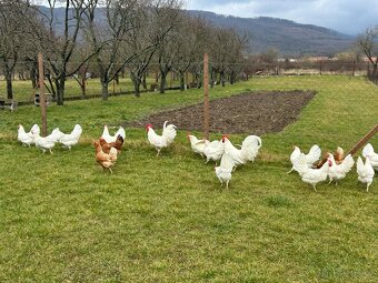Leghorn - násadové vajíčka - 8