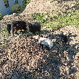 Quessantské ovce, mini ovečky, jehňata - 8