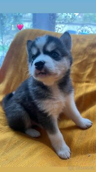 Prodáme štěnata husky bez pp - 8