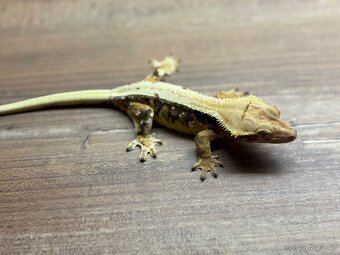 pagekon hrbolkohlavý,pagekon řasnatý - 8