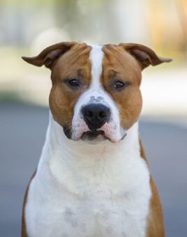 Psík Atrey 🐶 Americký Stafordšírsky teriér s PP 🐾 🩵 - 8