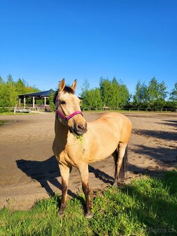Sportovní pony klisna - 8