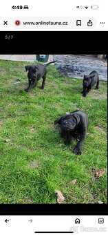 Cane corso bez pp - 8