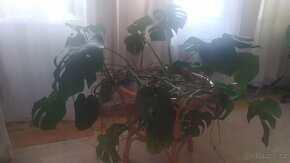 Filodendron - monstera. Pokojová květina. - 8