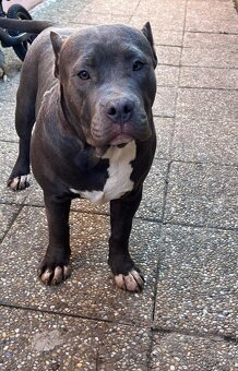 American Bully - 8