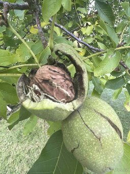 Neloupané letošní vlašské ořechy - 8