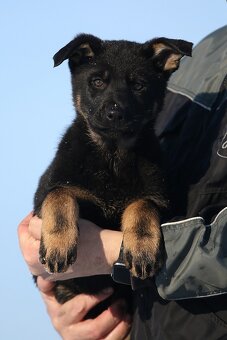 Německý ovčák s PP - štěňata k odběru - 8