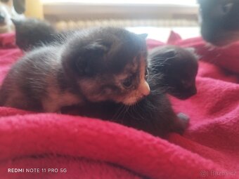 Britská koťátka - 8