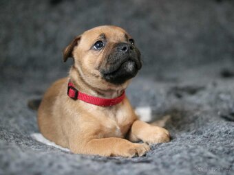 Stafordšírský bulteriér s PP - 8