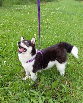 Shiba inu, štěňátko, fenečka. - 8