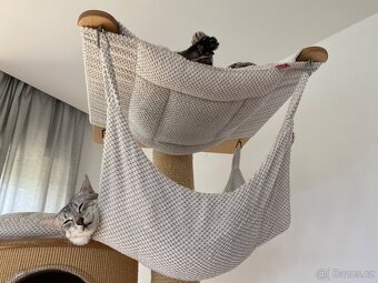 Egyptská Mau s rodokmenem - 8