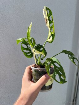 Monstera Adansonii Albo/Variegata a Mint - 8
