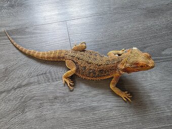 Agama Vousatá samec - 8