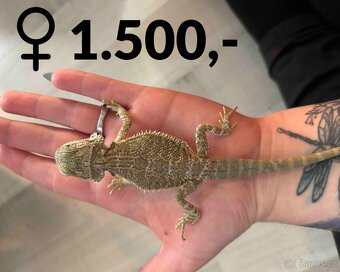 Agama vousatá  - mláďata, vlastní chov - 8