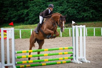 líbivý 7 letý valach po Quidam Sohn - 8