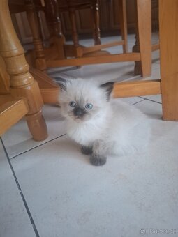 Ragdoll koťátka bez PP - 8
