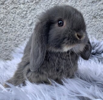 ❤️❤️Minilop Kralicek Beránek mimi k rezervaci - 8