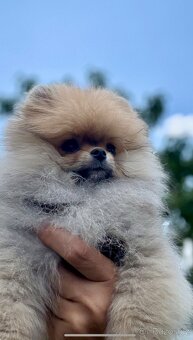 POMERANIAN S PP FCI - z Malebného povltaví - 8